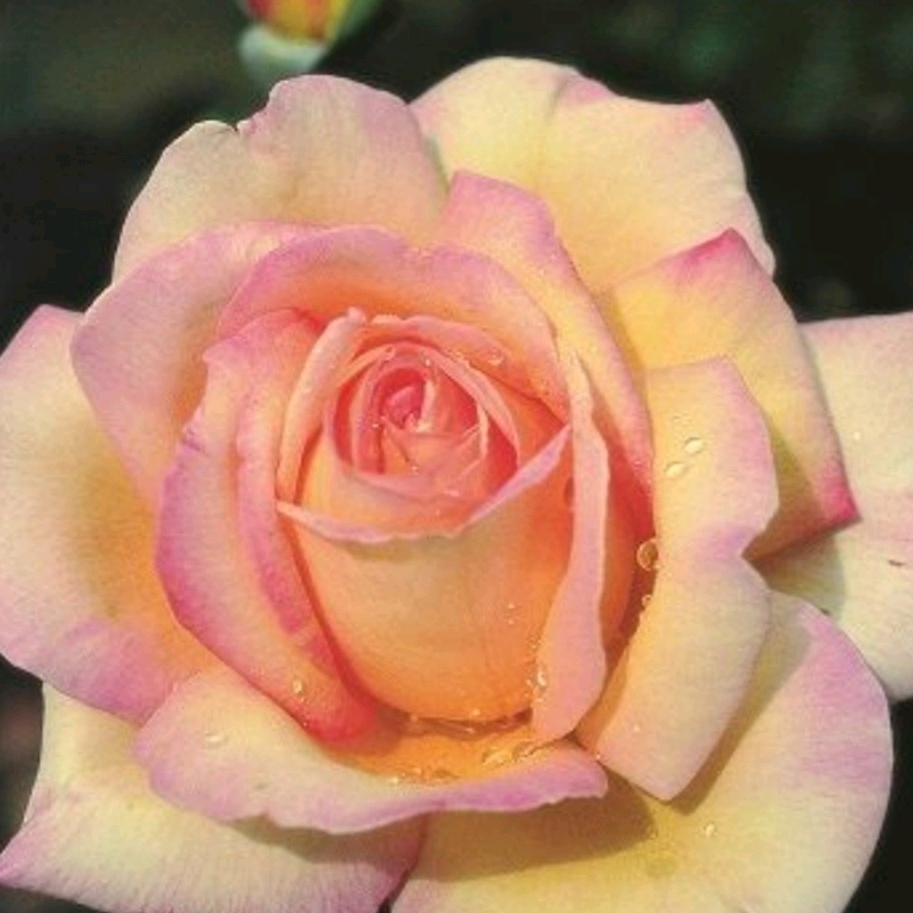 Meet your Posher, Joanne